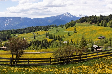 Frühling auf dem Salten / Südtirol