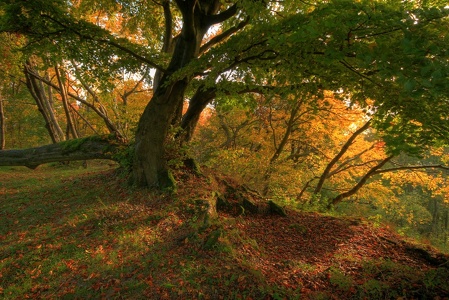 der alte Baum...