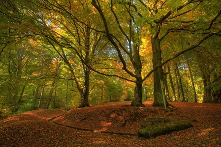 Herbst am Asch