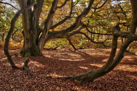 herbstlicher Reinhardswald