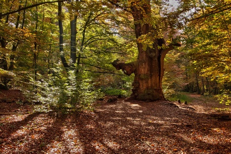 herbstlicher Reinhardswald