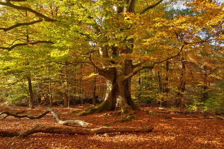 herbstlicher Reinhardswald