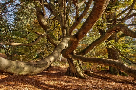 herbstlicher Reinhardswald