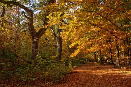 herbstlicher Reinhardswald