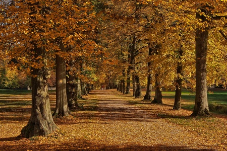 Herbst im Park