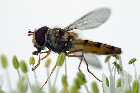 Schwebfliege seitlich