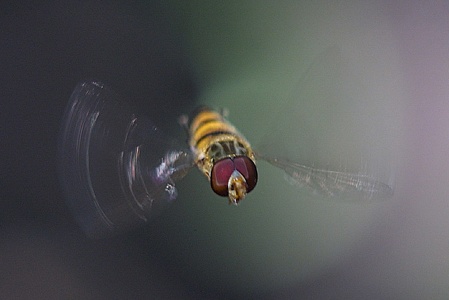 Schwebfliege frontal