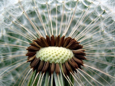 Pusteblume