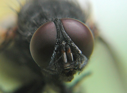 die Fliege