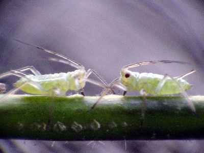 Das Duell - Makro extrem