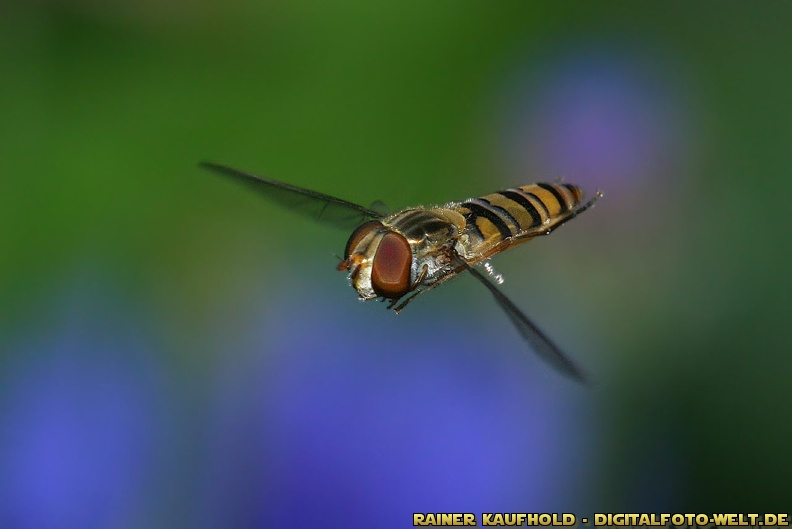flickr-Rainer Kaufhold-67929587.jpg