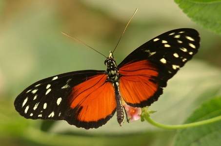 Schmetterling