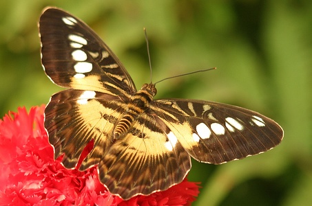 Schmetterling