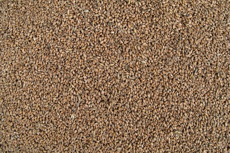 Getreide  -  grain
