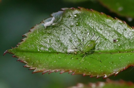 Friend of the gardener - des Gärtners Freund ;-)