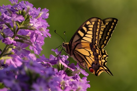 Schwalbenschwanz - Papilio machaon