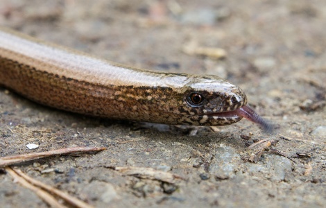 Blindschleiche (Anguis fragilis) - blindworm