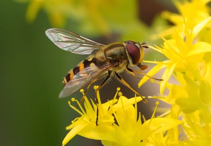 Schwebfliege / hoverfly