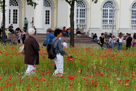 Mohnfeld Documenta 2007 Kassel