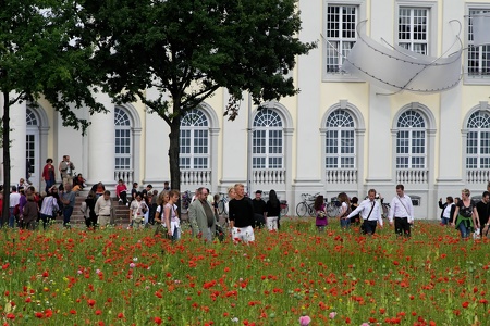 Mohnfeld Documenta 2007 Kassel