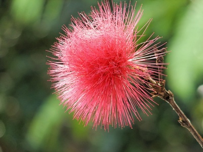 botanischer Garten Puerto de la Cruz