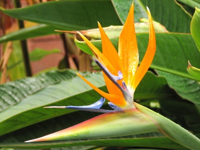 botanischer Garten Puerto de la Cruz