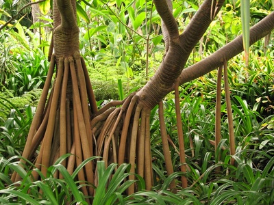 botanischer Garten Puerto de la Cruz