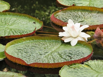 botanischer Garten Puerto de la Cruz
