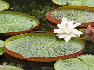 botanischer Garten Puerto de la Cruz