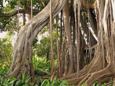 botanischer Garten Puerto de la Cruz