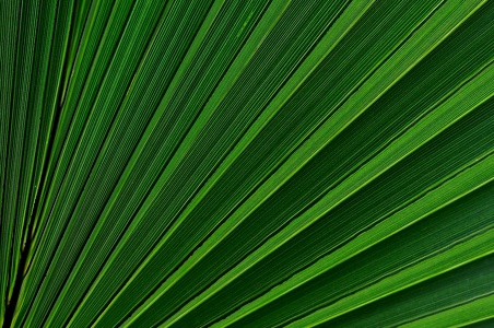 botanischer Garten Puerto de la Cruz