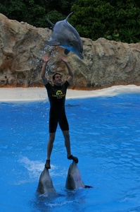 Delfin-Show im Loro-Park