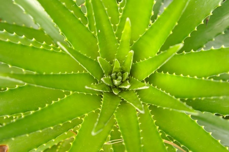 botanischer Garten Puerto de la Cruz