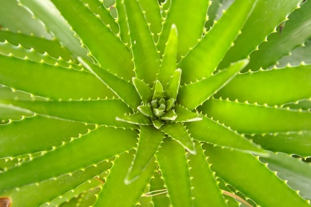 botanischer Garten Puerto de la Cruz