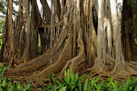 botanischer Garten Puerto de la Cruz