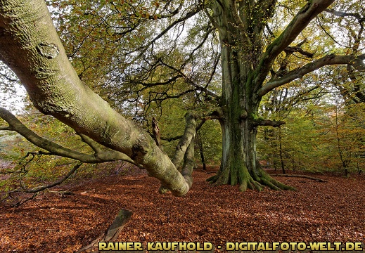 Herbst-Impressionen - display this album Herbst-Impressionen