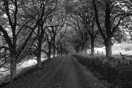 die Kastanien-Allee im Habichtswald...