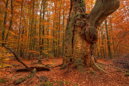 Herbst im Reinhardswald...