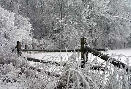 Winterwald 2