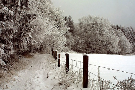 Winterwald