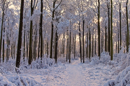 Winter auf dem Hohen Gras Habichtswald - Kassel