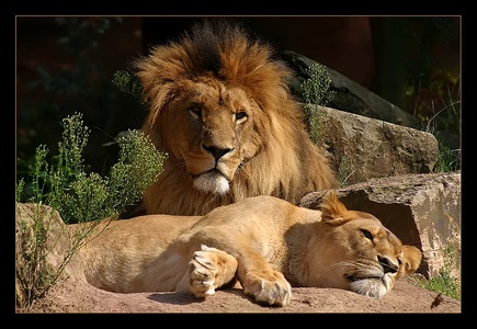 Siesta...
