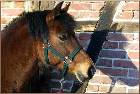 Schatten-Pferd