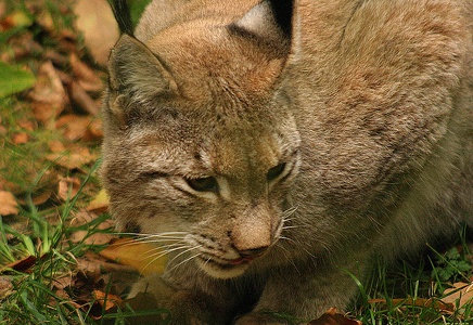 Luchs