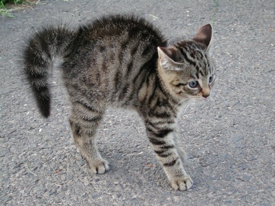 Katzenbuckel