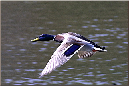 Ente im Flug