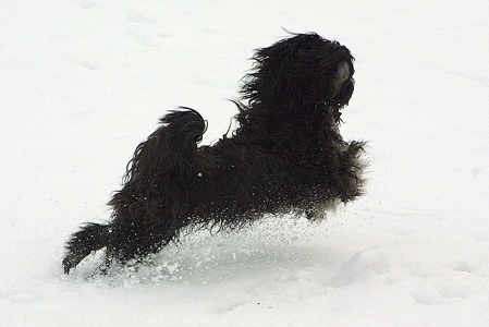 Charly im Schnee