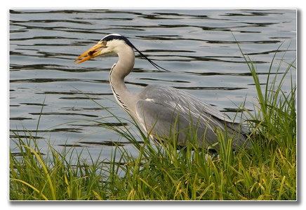 grey heron  -  Graureiher