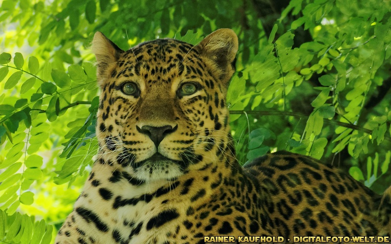 Zu Besuch im Tierpark Cottbus. Der Chinesische Leopard (Panthera pardus japonensis) ist eine in Nord-China lebende Unterart des Leoparden. The North Chinese leopard (Panthera pardus japonensis) is a leopard subspecies native to northern China. Seen in animal park cottbus / germany.
flickr-Rainer Kaufhold-16626993811.jpg