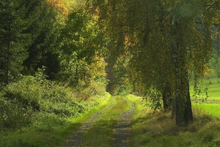 Waldweg